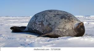 Image result for Pusa hispida