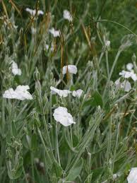 Image result for Lychnis coronaria alba