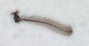 Attēlu rezultāti vaicājumam “Stemonitopsis amoena”