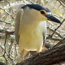 Image result for Nycticorax nycticorax