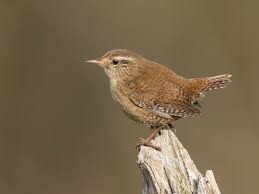 Attēlu rezultāti vaicājumam “Troglodytes troglodytes adult”