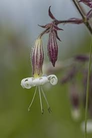 Attēlu rezultāti vaicājumam “Silene nutans flower”