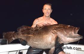 Image result for Epinephelus marginatus