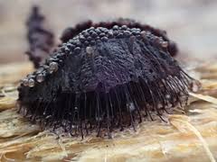 Attēlu rezultāti vaicājumam “Stemonitis foliicola”