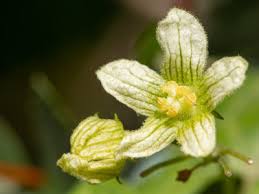 Attēlu rezultāti vaicājumam “Bryonia alba flower”