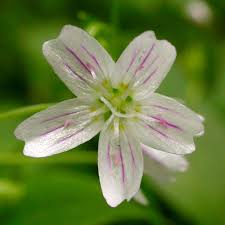 Attēlu rezultāti vaicājumam “Claytonia sibirica flower”