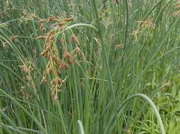 Attēlu rezultāti vaicājumam “Schoenoplectus lacustris subsp. glaucus flower”