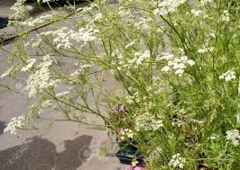 Attēlu rezultāti vaicājumam “Carum carvi leaf”