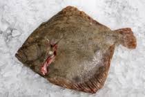 Image result for Scophthalmus maximus