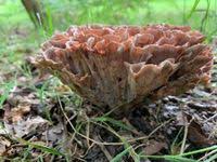 Image result for Podoscypha multizonata