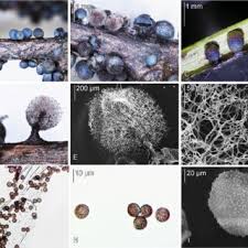 Attēlu rezultāti vaicājumam “Lamproderma pseudomaculatum”