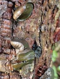 Attēlu rezultāti vaicājumam “Neocudoniella albiceps”