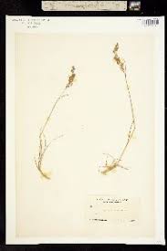 Attēlu rezultāti vaicājumam “Agrostis canina leaf”