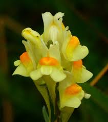 Attēlu rezultāti vaicājumam “Linaria vulgaris flower”