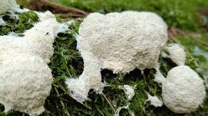 Attēlu rezultāti vaicājumam “Fuligo septica var. septica plasmodium”