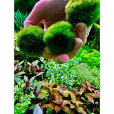 Imagini pentru Cladophora aegagropila