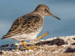 Attēlu rezultāti vaicājumam “Calidris maritima adult”