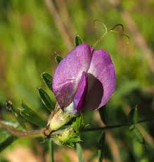 Attēlu rezultāti vaicājumam “Vicia angustifolia flower”