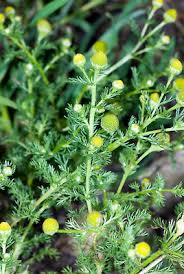 Attēlu rezultāti vaicājumam “Matricaria discoidea”