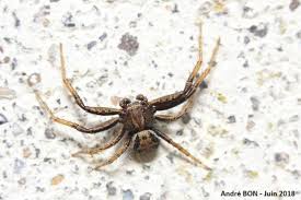 Attēlu rezultāti vaicājumam “Xysticus bifasciatus”