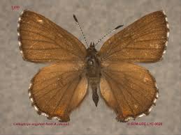 Attēlu rezultāti vaicājumam “Lycaeniinae”