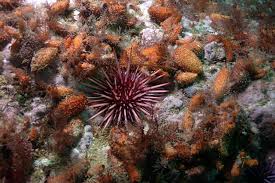 Image result for Mesocentrotus franciscanus