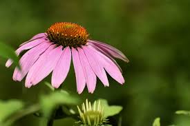 Attēlu rezultāti vaicājumam “Echinacea purpurea flower”