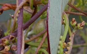 Attēlu rezultāti vaicājumam “Diderma rufostriatum young”