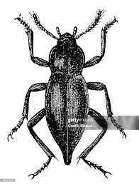 Attēlu rezultāti vaicājumam “Blaps mortisaga”