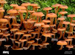 Attēlu rezultāti vaicājumam “Xeromphalina campanella”