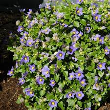 Image result for Exacum affine