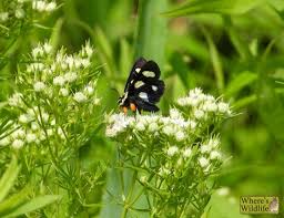 Attēlu rezultāti vaicājumam “Octospora splachnophila”