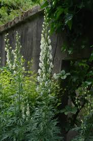 Attēlu rezultāti vaicājumam “Aconitum napellus leaf”