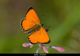 Attēlu rezultāti vaicājumam “Lycaena virgaureae male”