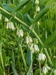 Attēlu rezultāti vaicājumam “Polygonatum odoratum flower”