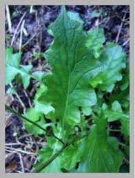 Attēlu rezultāti vaicājumam “Crepis biennis leaf”