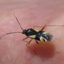 Attēlu rezultāti vaicājumam “Dryophilocoris flavoquadrimaculatus”