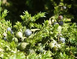 Attēlu rezultāti vaicājumam “Juniperus communis female flower”