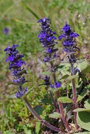 Attēlu rezultāti vaicājumam “Ajuga genevensis”