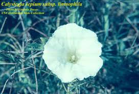 Attēlu rezultāti vaicājumam “Calystegia inflata”