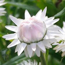 Image result for Strohblume