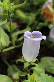 Image result for Campanula formanekiana