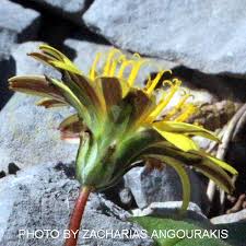 Attēlu rezultāti vaicājumam “Taraxacum suecicum”