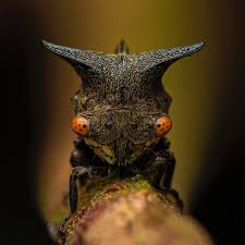 Attēlu rezultāti vaicājumam “Membracidae”