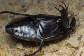 Attēlu rezultāti vaicājumam “Colymbetes paykulli”