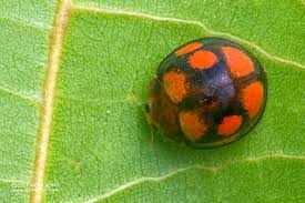 Attēlu rezultāti vaicājumam “Coccinellidae”