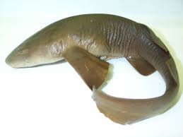 Image result for Ginglymostoma unami