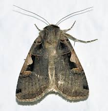 Attēlu rezultāti vaicājumam “Xestia c-nigrum”