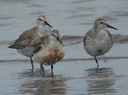 Attēlu rezultāti vaicājumam “Calidris canutus adult”