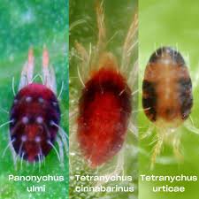 Attēlu rezultāti vaicājumam “Panonychus”